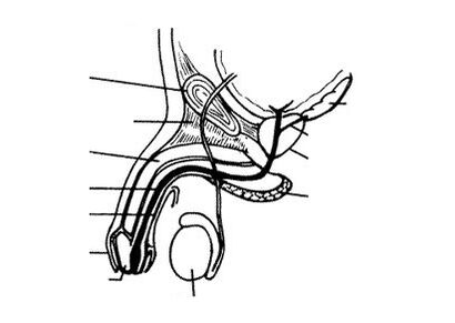Struktur des Penis